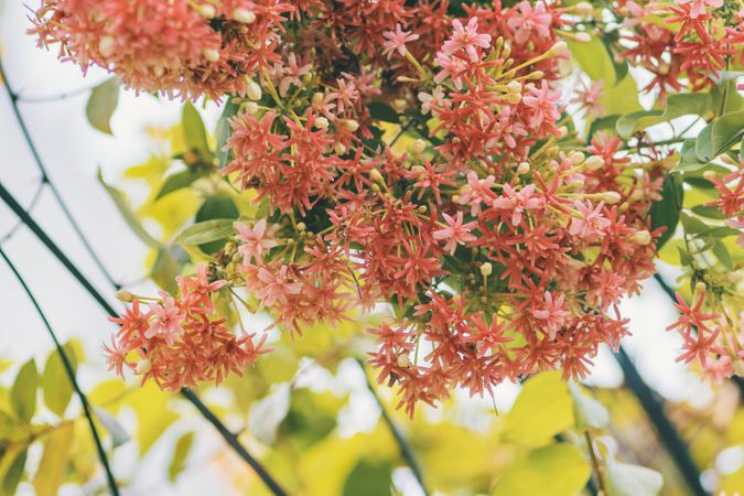Pink Petal Flower Hanging On Tree Photo