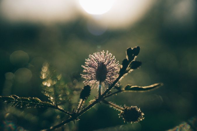 Plant Having Sun Rays Photo