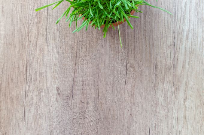 Plant Pot On Wooden Table Photo