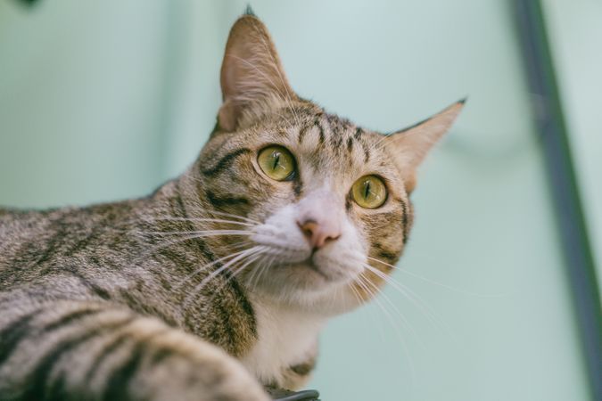 Portrait Of Fatty Cat Photo