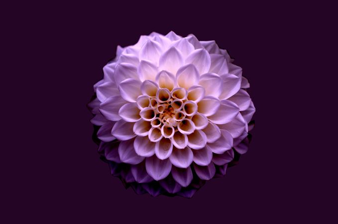 Purple Dahlia Flower Photo