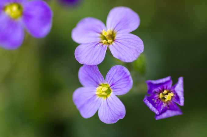 Purple Flower Photo