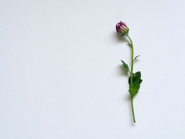 Purple Petaled Flower On White Surface Photo