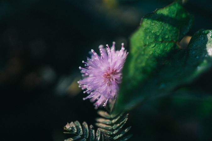 Purple Round Flower Photo