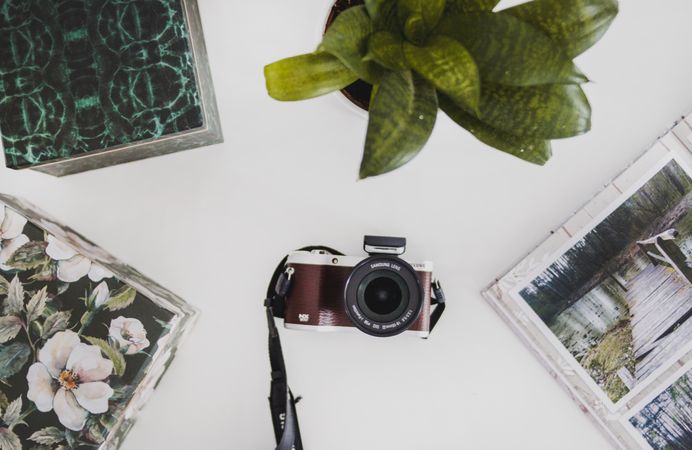 Red And White Bridge Camera And Green Snake Plant On Wooden Surface Photo
