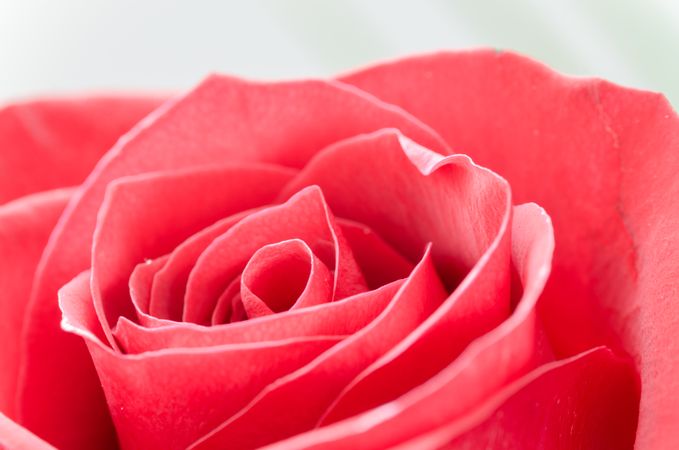 Red Rose Photo