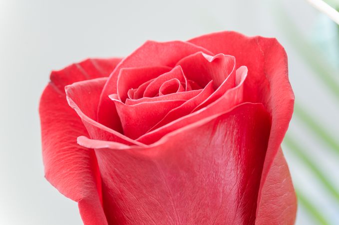 Red Rose Photo
