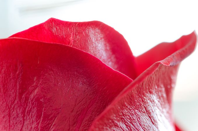 Red Rose Photo