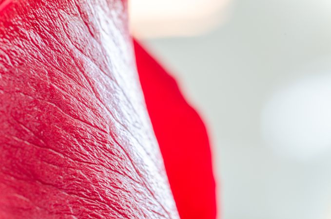 Red Rose Photo