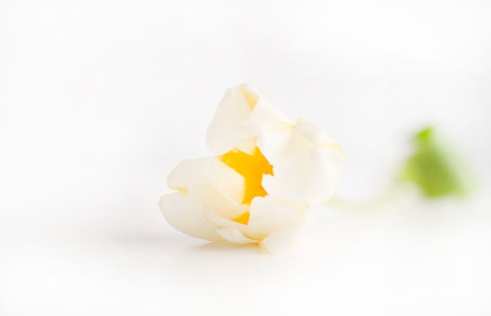 Selective Focus Photography Of Beige Flowers On White Surface Photo