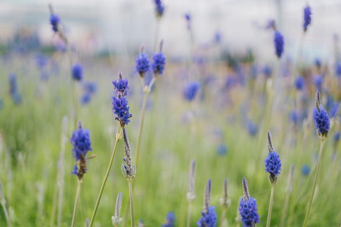 Selective Focus Photography Of Blue Petaled Flowers Photo