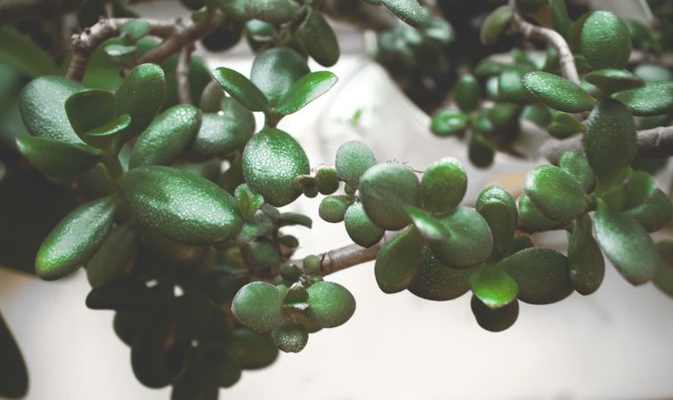 Selective Focus Photography Of Green Leaf Plant Photo Photo