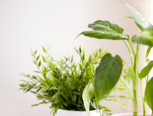 Selective Focus Photography Of Green Leaves Photo