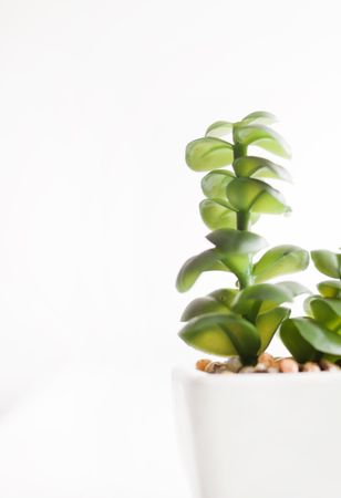 Selective Focus Photography Of Green Potted Plant Photo