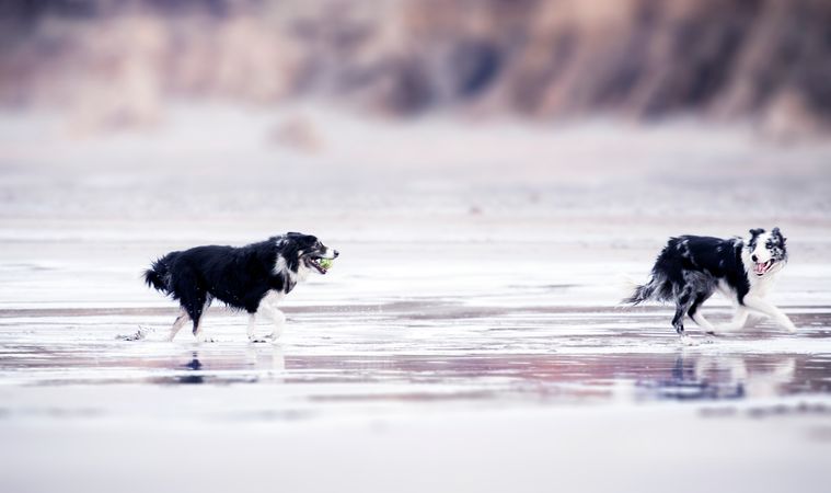 Selective Focus Photography Of Two Black-and-white Border Collies Runs In Body Of Water Photo