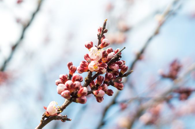 Selective Focused Photo Of Red And Beige Flowers Photo