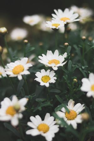 Shallow Focus Photograph Of Daisy Flower Photo