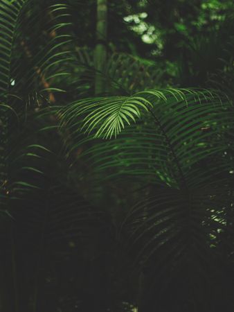 Shallow Focus Photography Of Green Fern Photo