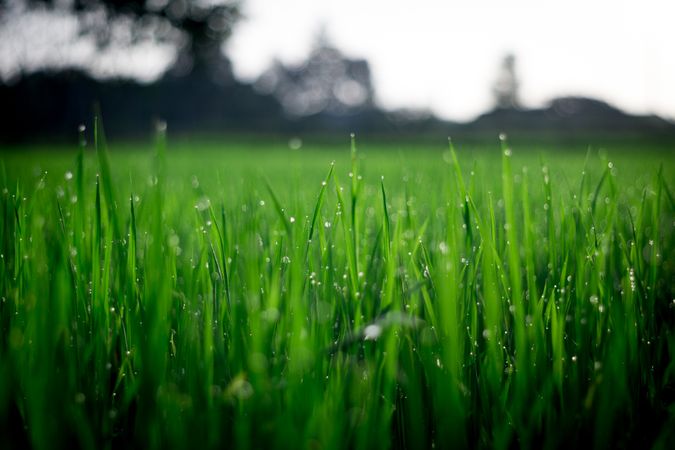 Shallow Focus Photography Of Green Grasses During Daytime Photo