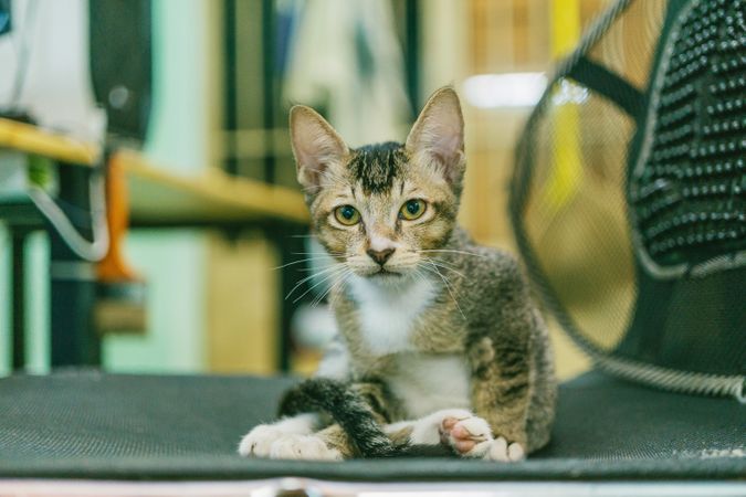 Silver Tabby Cat Photo