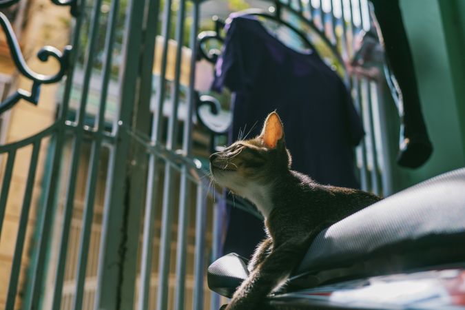 Silver Tabby Cat Tilt Shift Lens Photography Photo