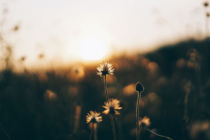 Small Dandelion Flower Photo