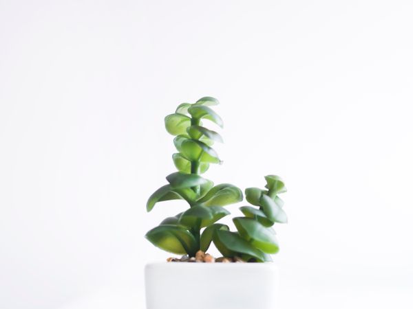 Succulent Plant On White Surface Photo