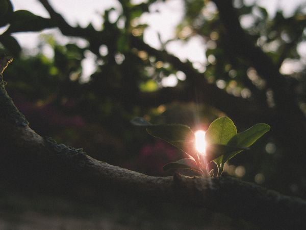 Sun Rays Coming From Leaf Photo