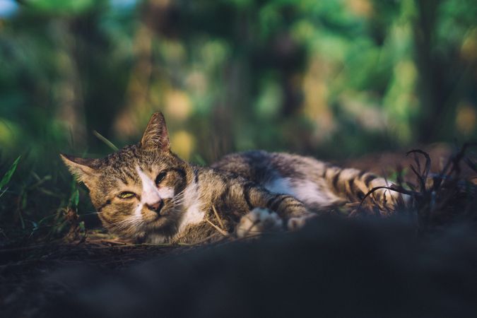 Sun Rays On Cat In Garden Photo