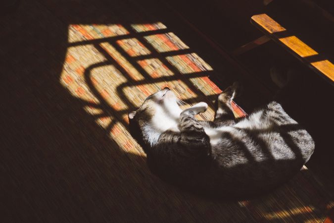 Sunlight On Cat Through Window Photo