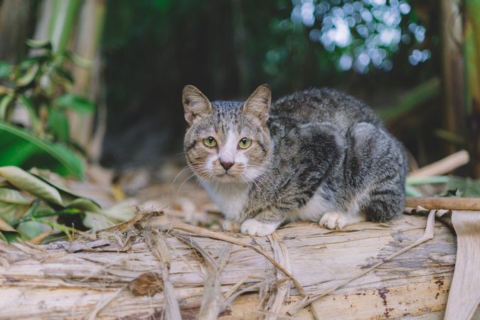 Tabby Cat In Garden Photo