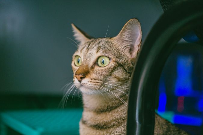 Tabby Cat Staring Something Photo