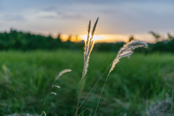 Tall Grass In Garden With Beautiful Evening Photo