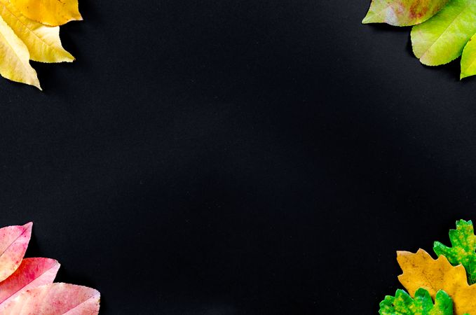 Three Autumn Leaves On Each Corner With Black Background Photo