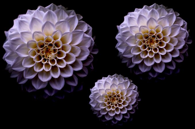 Three Dahlia Flowers Photo