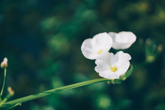 Three White Petal Flower In Green Background Photo