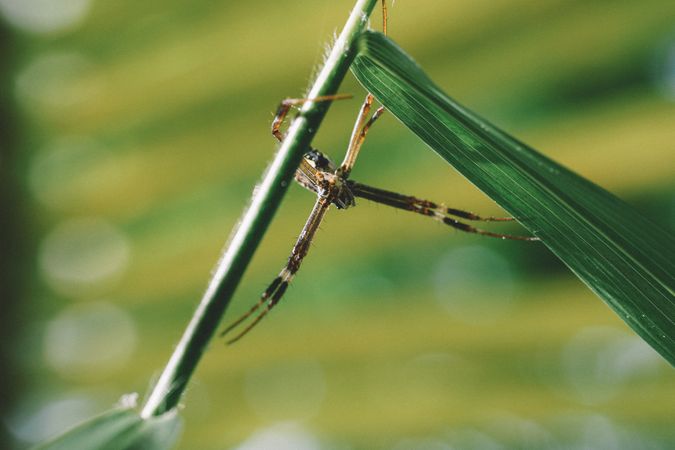 Tilt Shift Photo Of Yellow Garden Spider Photo