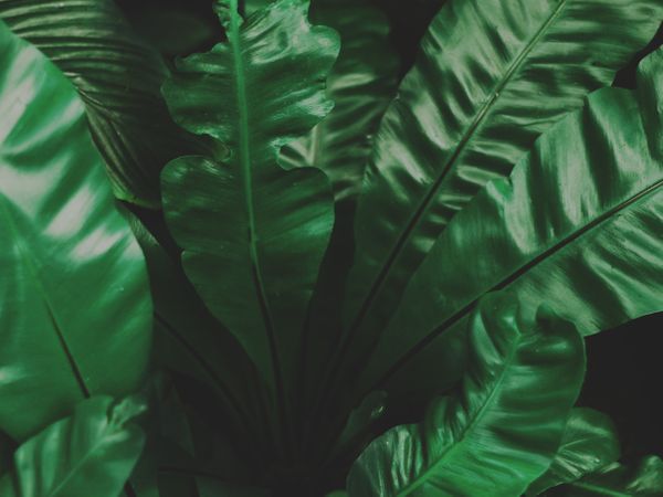 Top View Photography Of Botanical Leaf Photo