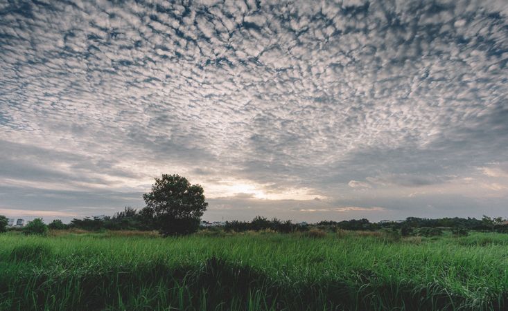 Trees At Countryside With Lovely Weather Photo