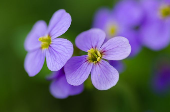 Two Beautiful Purple Flower Photo