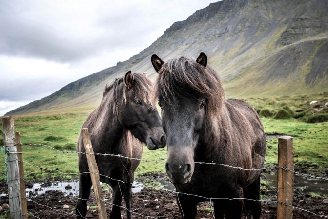 Two Black Horses Standing Near Barb Wires Photo