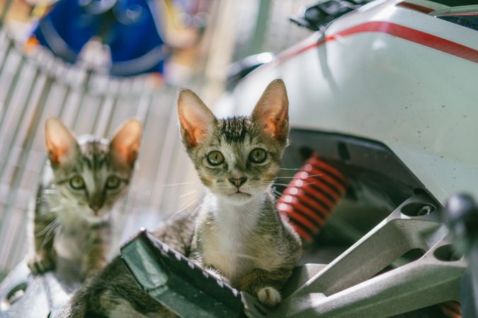 Two Innocent Eyes Cats Watching Something Photo