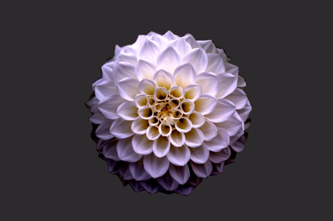 White And Purple Petaled Dahlia Flower Photo