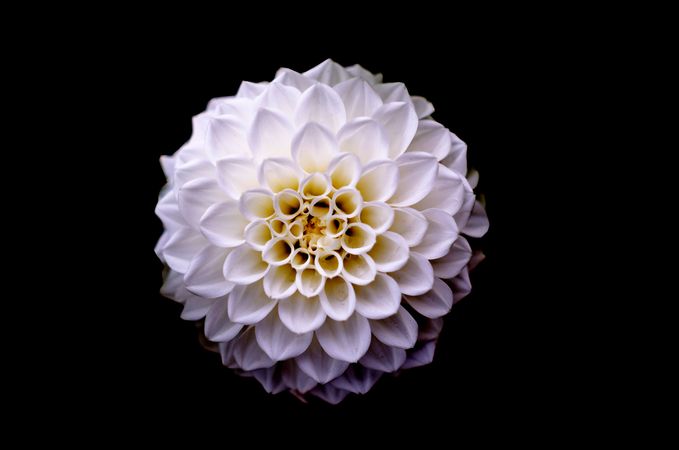 White And Yellow Dahlia Flower Macro Photography Photo