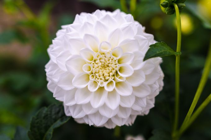 White Ball Dahlia Closeup Photography Photo