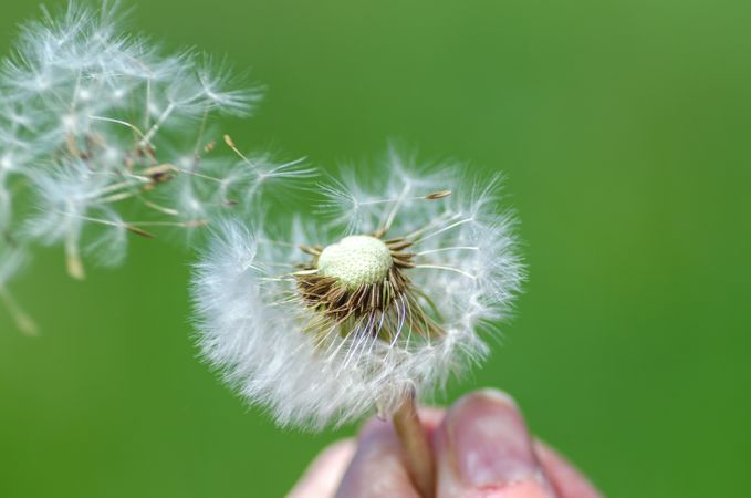 White Blossom Dandelion Photo