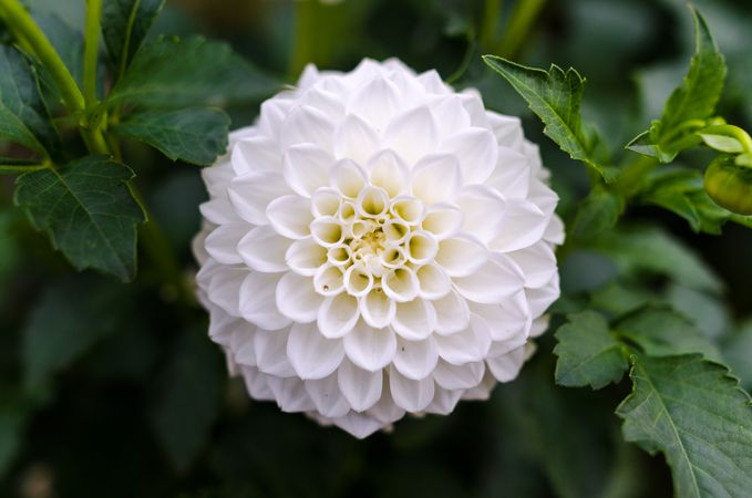 White Dahlia Closeup Photography Photo