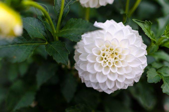 White Dahlia Cluster Flower Photo