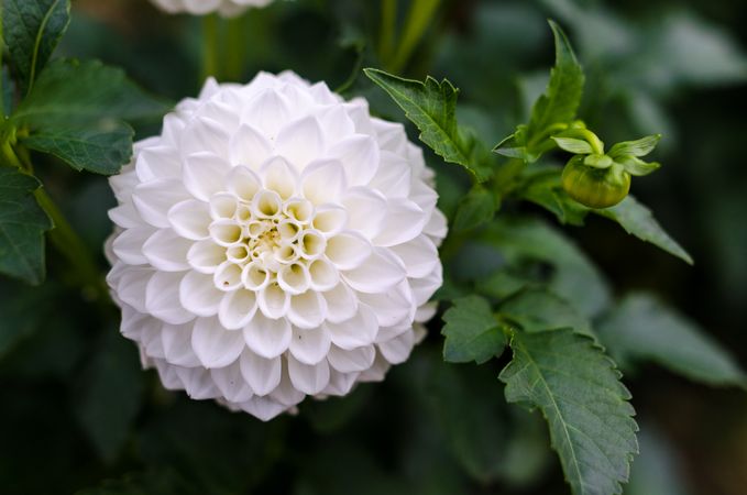 White Dahlia Flower Photo
