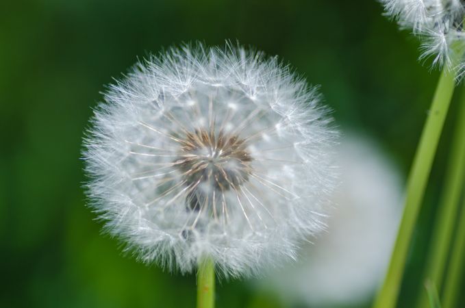 White Dandelion In Garden Photo
